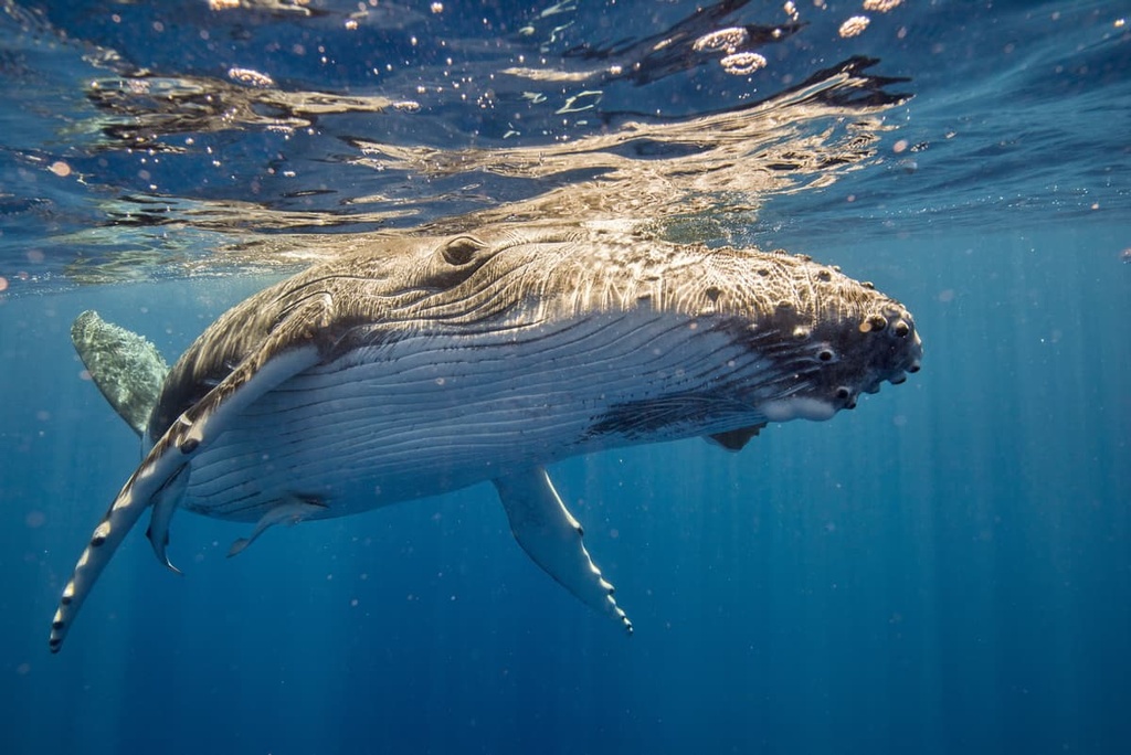 Hawaiian Islands Humpback Whale National Marine Sanctuary PeakVisor