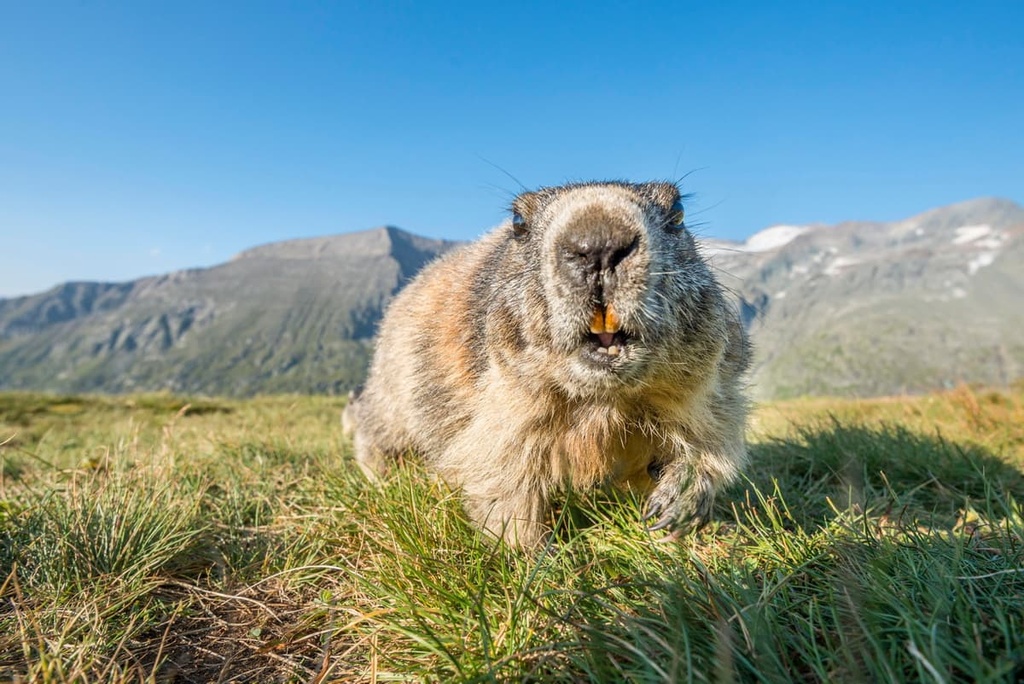  Marmot, High Tauern National Parkt, Austria