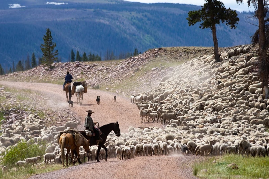 Basque sheepherders, High Uintas Wilderness, Utah