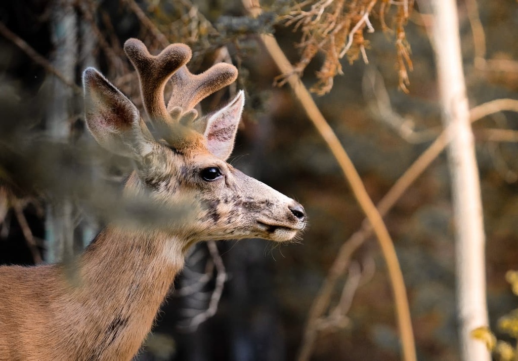 High Uintas Wilderness, Utah