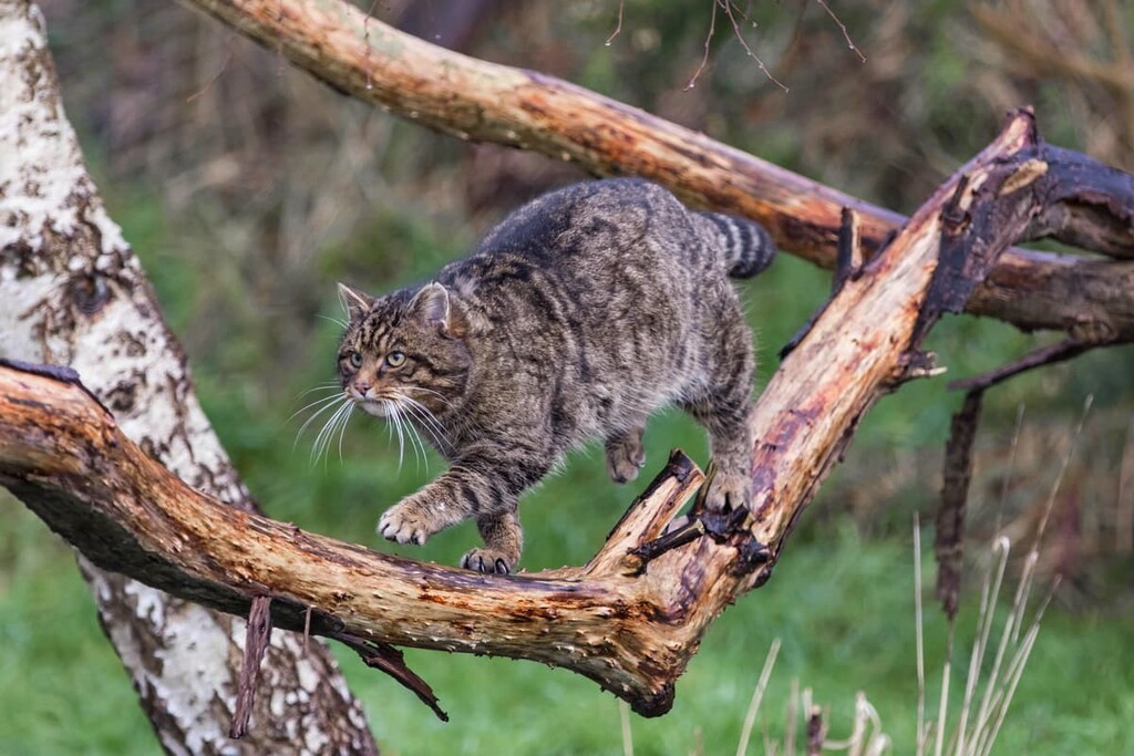Scottish Wildcat walking along a branch, Highland, Scotland