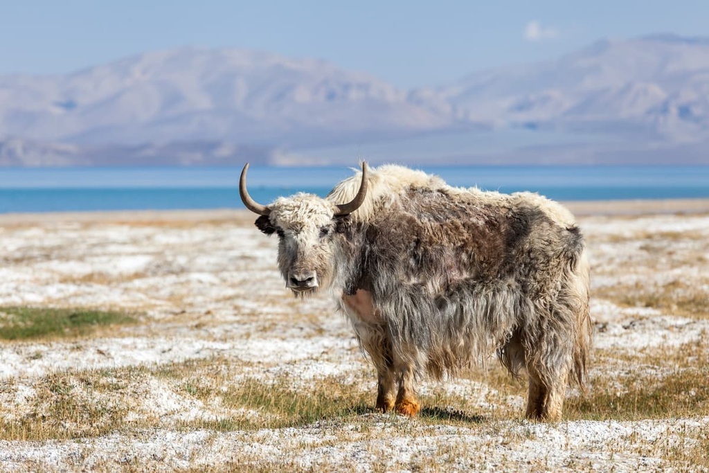 raises yaks, Hissor-Alai, Pamir-Alai System