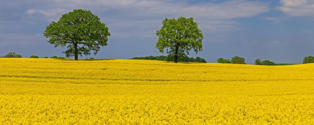 Rapeseed or Canola, Holstein Switzerland Nature Park, Germany