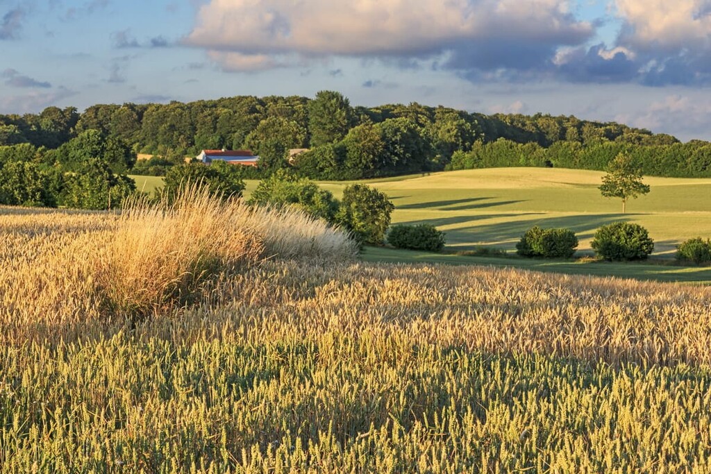 Wheat field, Holstein Switzerland Nature Park, Germany