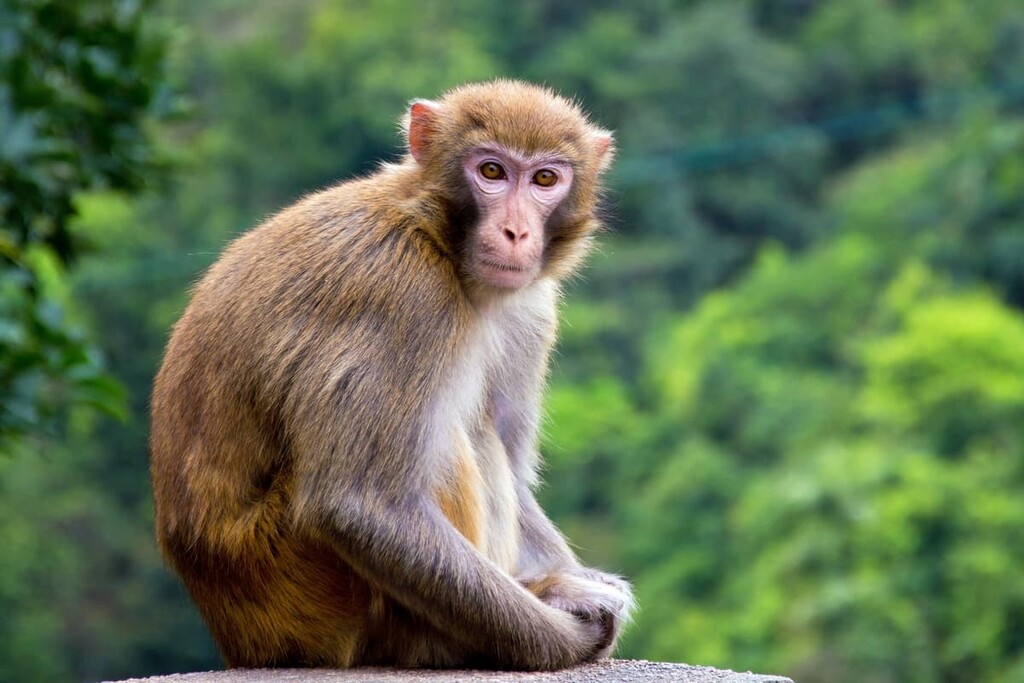 Monkey, Hong Kong Special Administrative Region, China