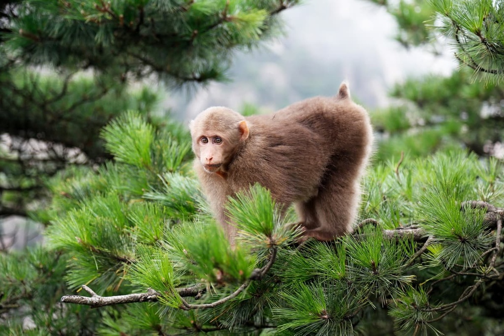 Tibetan Macaca, Huangshan National Scenic Area, China
