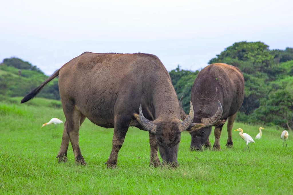 Huangzuishan Ecological Reserve, Taiwan
