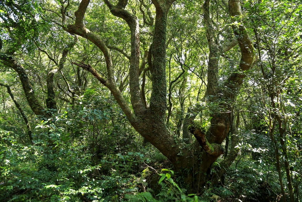 Huangzuishan Ecological Reserve, Taiwan