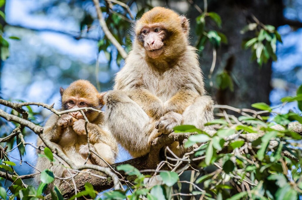 Monkey, Ifrane National Park, Morocco