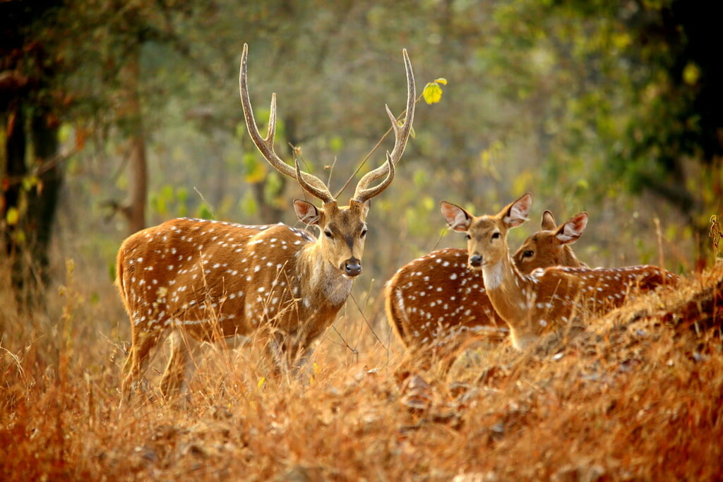 Deers at Panna National Park, India