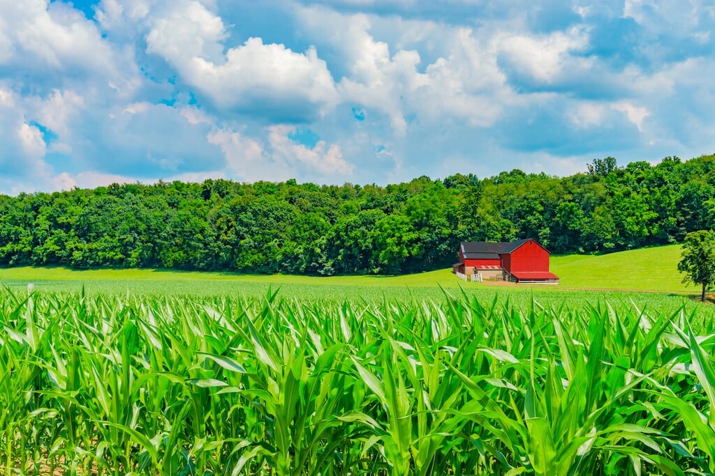 Corn fields are bright green in the spring in the Indiana farm area