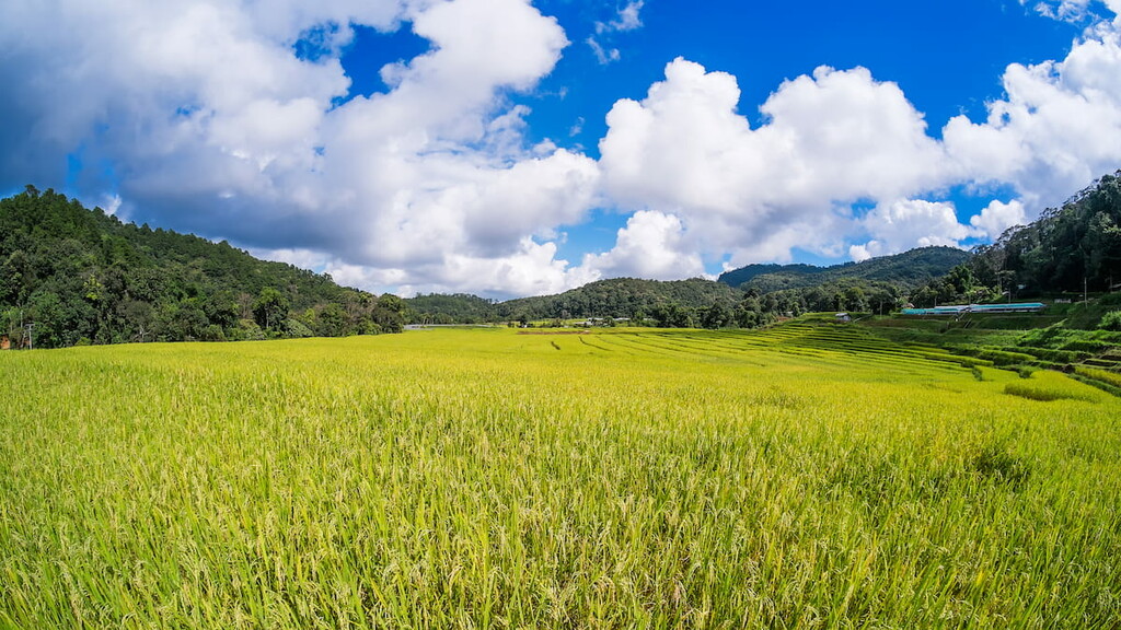 Landscape, fields, Indiana