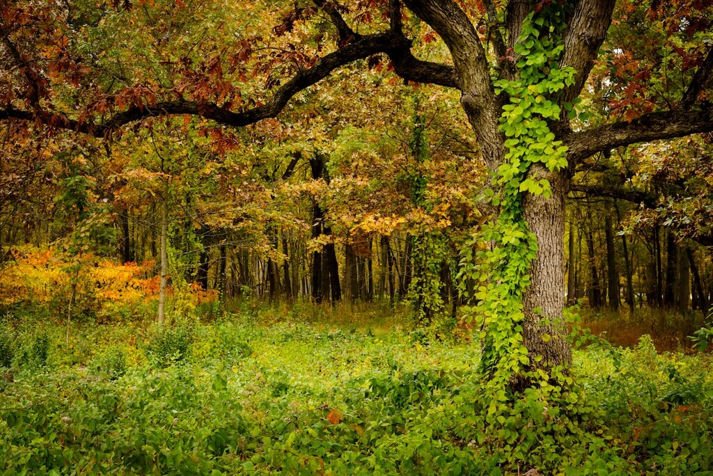 oak-hickory forest, Indiana