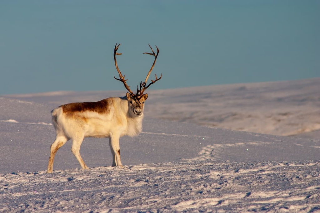 Peary caribou, Inuvialuit Settlement Region, Canada