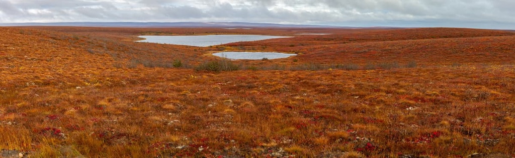 Peary caribou, Inuvialuit Settlement Region, Canada