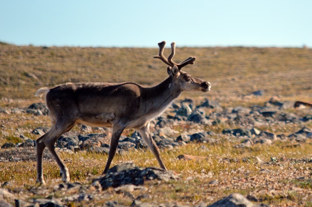 Inuvialuit Settlement Region, Canada