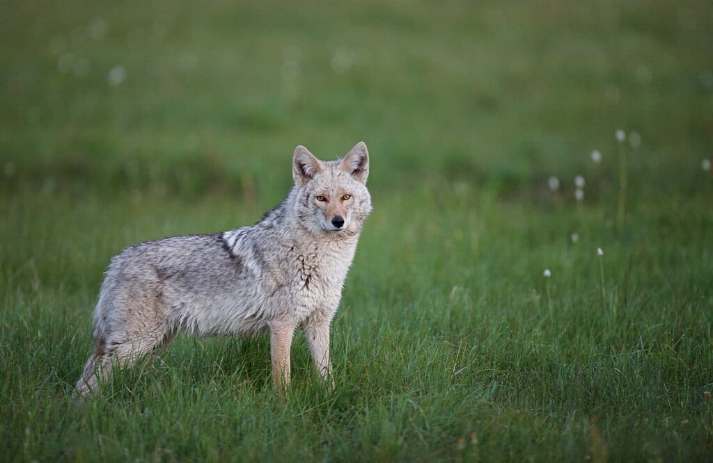 Coyote, Iron Mountains, Virginia