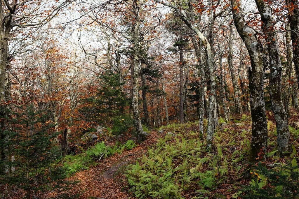 Iron Mountains, Virginia