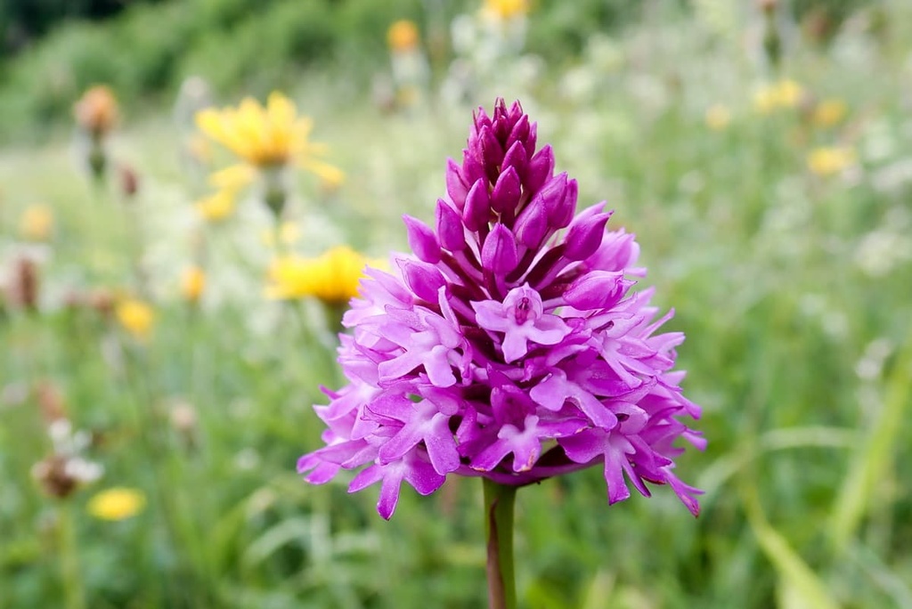 Orchid in Larks Meadow, Isle of Wight, England