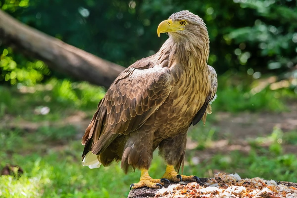 white tailed eagle, Isle of Wight, England