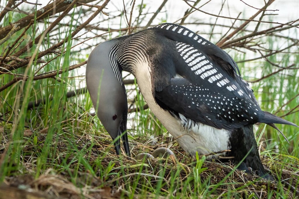 Black-throated Diver sitting on a nest, Isojärvi National Park, Finland