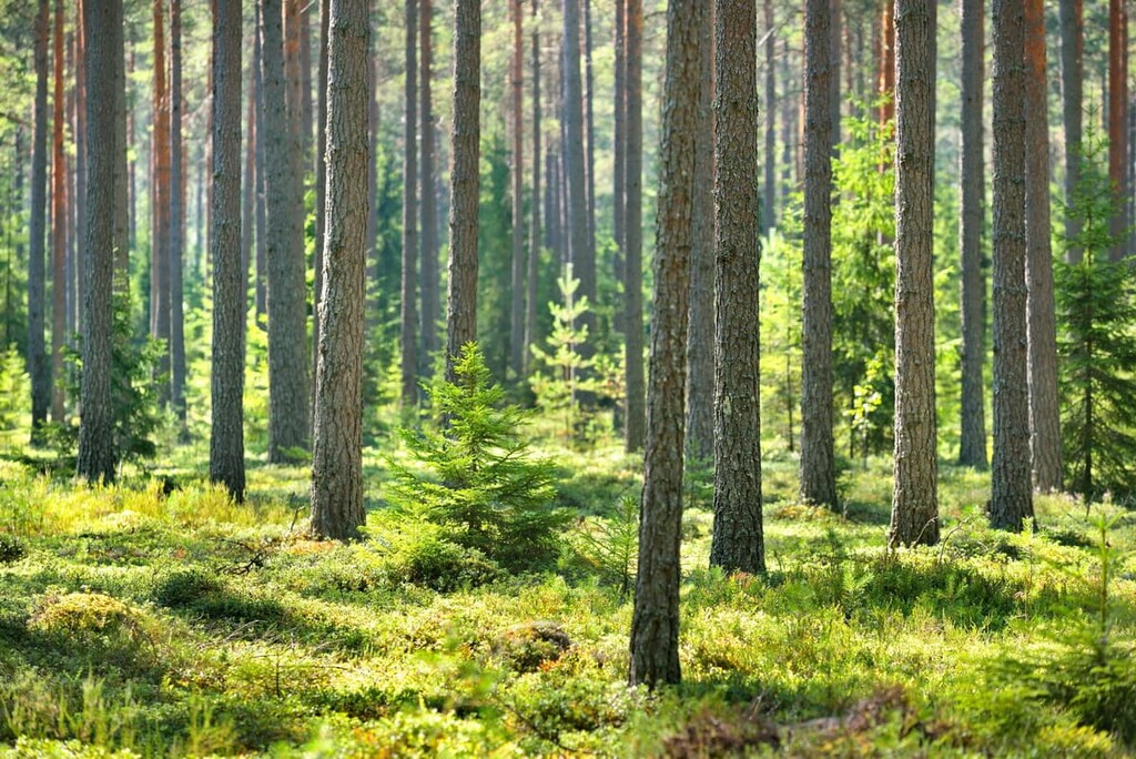Isojärvi National Park, Finland