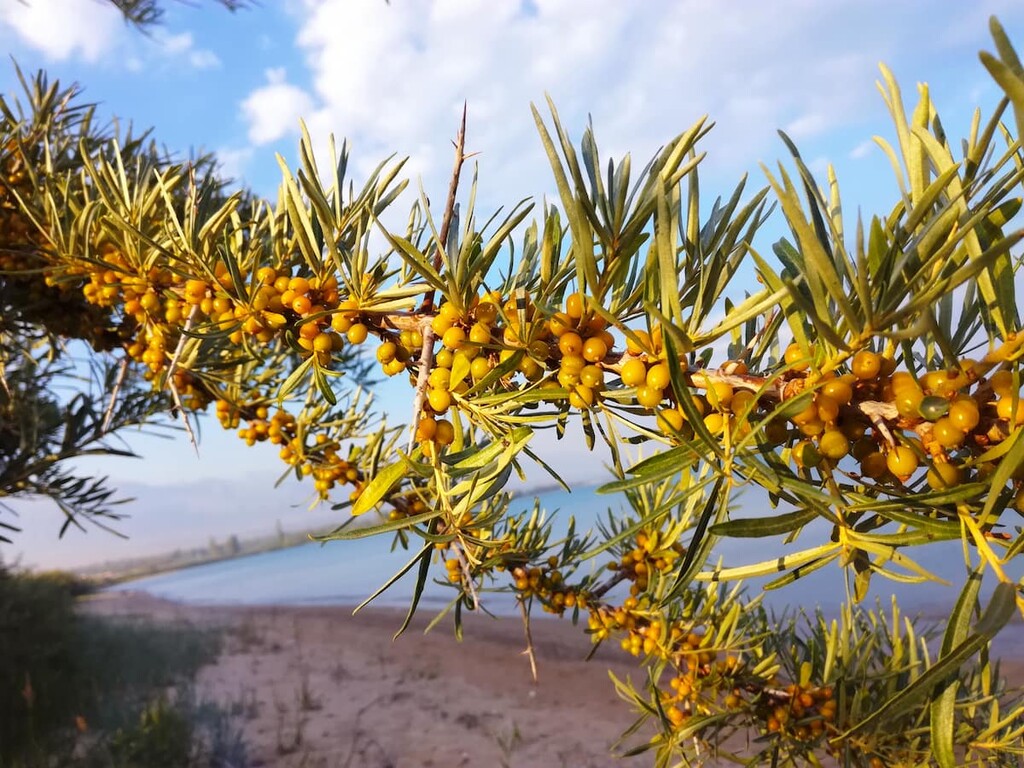 Sea buckthorn, Issyk-Kul, Kyrgyzstan