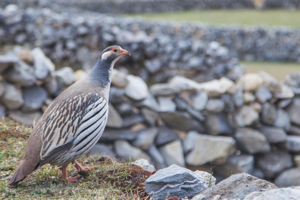 Snowcock Issyk-Kul lakes, Kyrgyzstan