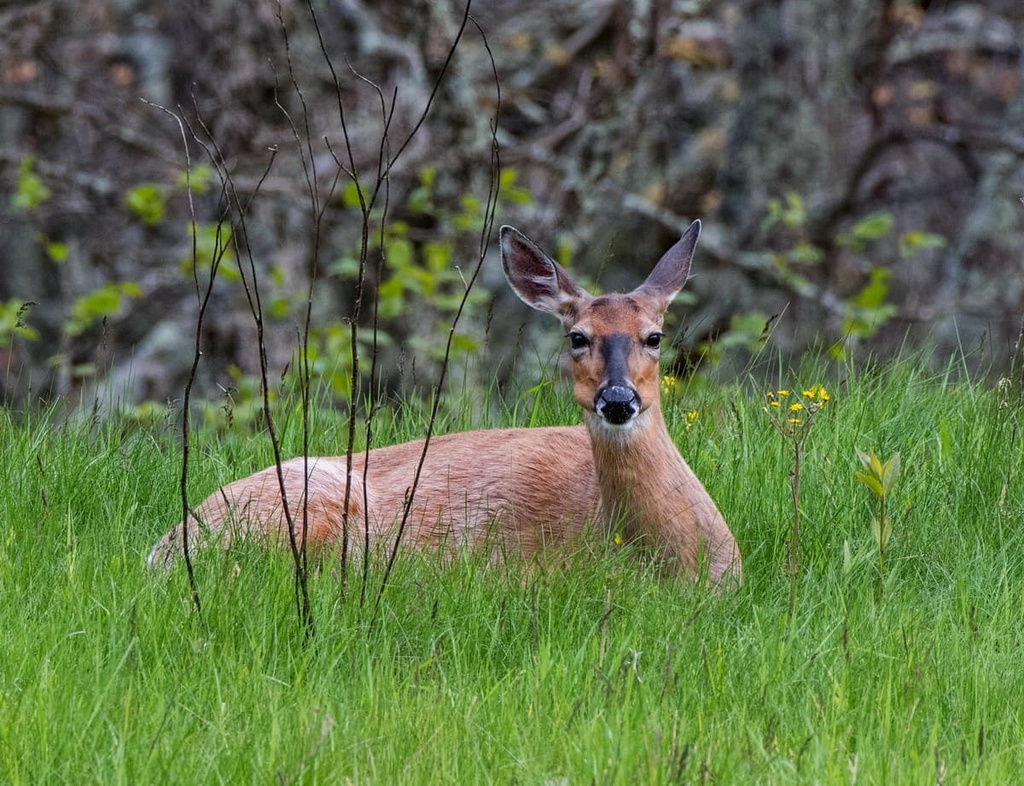 James River District of George Washington National Forest, Virginia