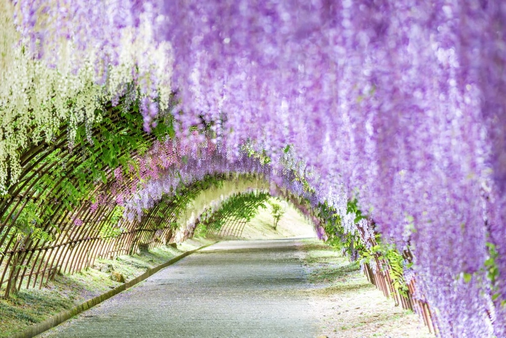 Wisteria Tunnel at Kawachi Fuji Garden, Fukuoka, Japan