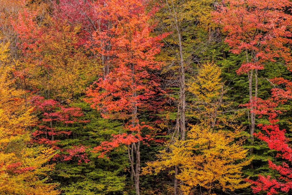 Forest, Jay Mountain Wilderness, New York