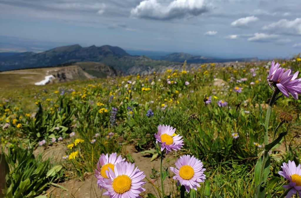 Jedediah Smith Wilderness, Wyoming