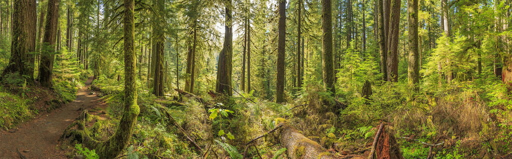 Olympic National Forest. Jefferson County, Washington