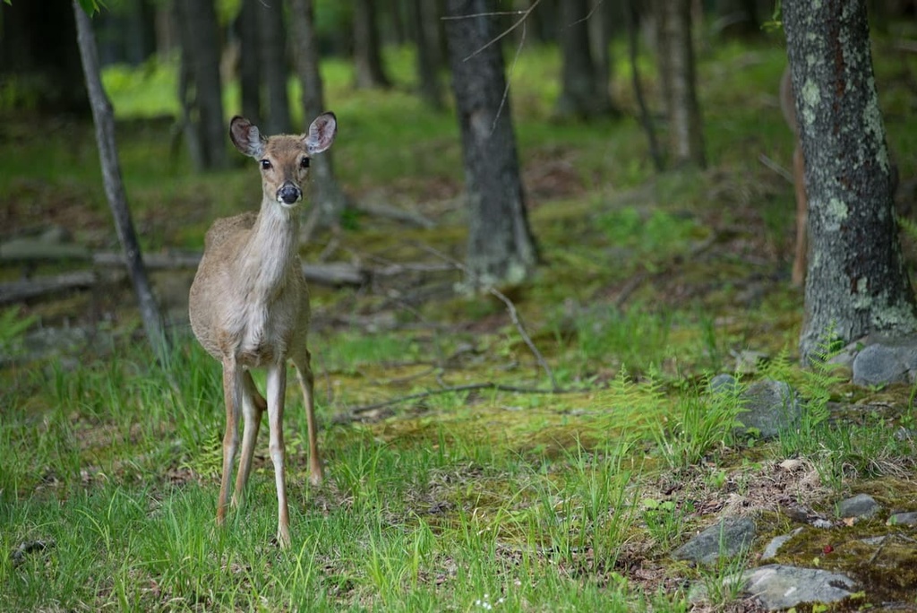 Jefferson National Forest, Virginia