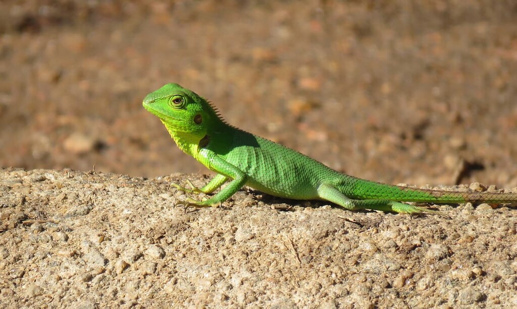 salamander in Jemez Mountains, New Mexico