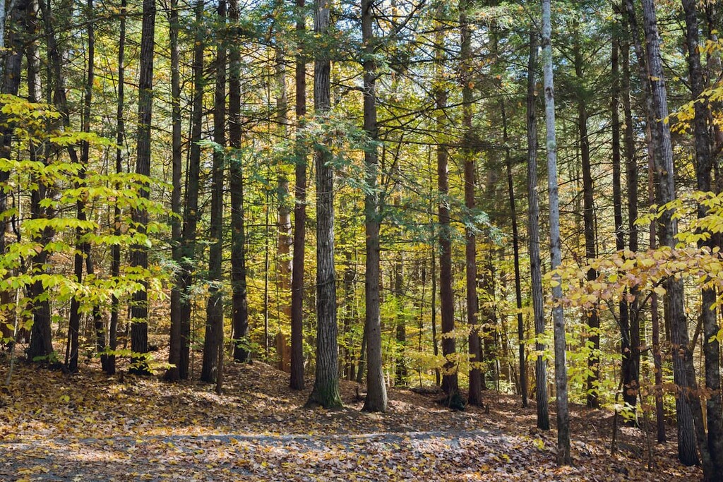 Green Mountain, Joseph Battell Wilderness, Vermont