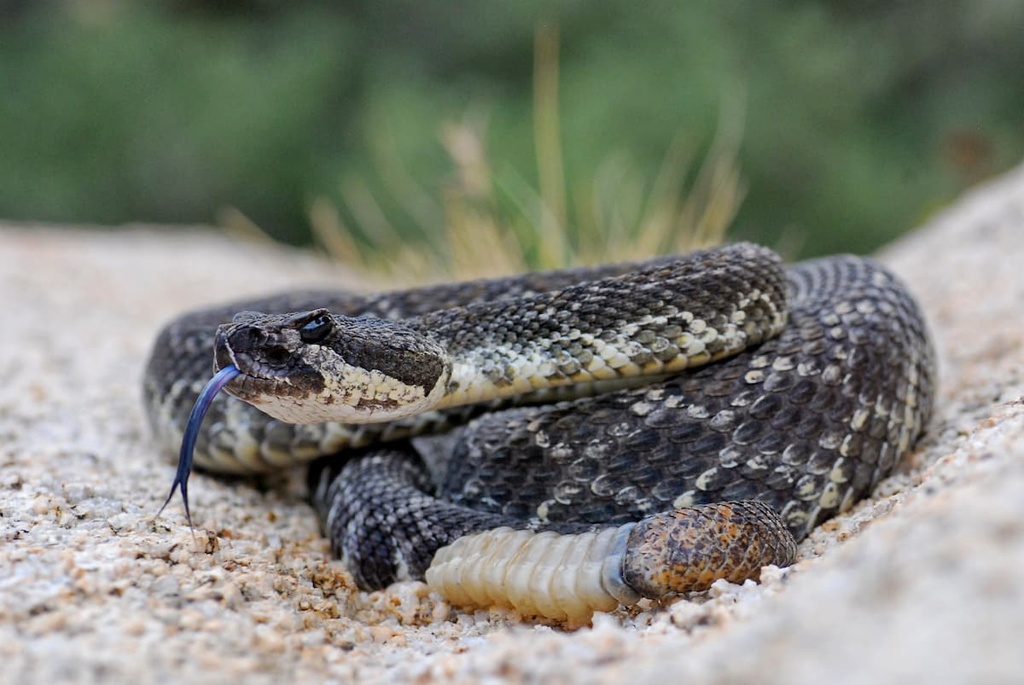 rattlesnakes, Joshua Tree National Park