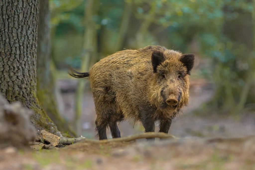Wild boar, Jura Mountains, France, Switzerland