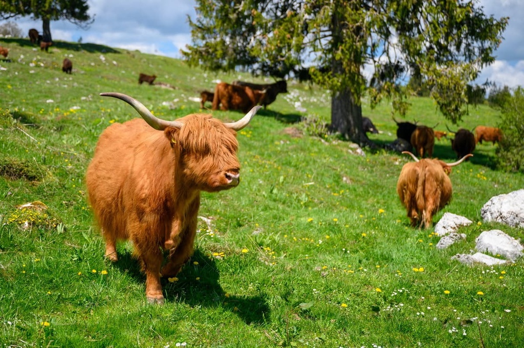 highland cattle, Jura Mountains, France, Switzerland