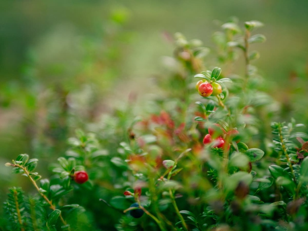 Kaldoaivi Wilderness Area, Finland