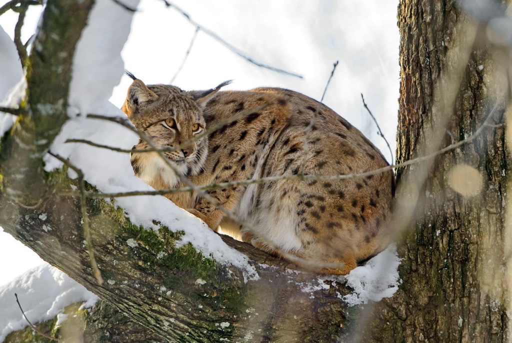Kalkalpen National Park, Austria