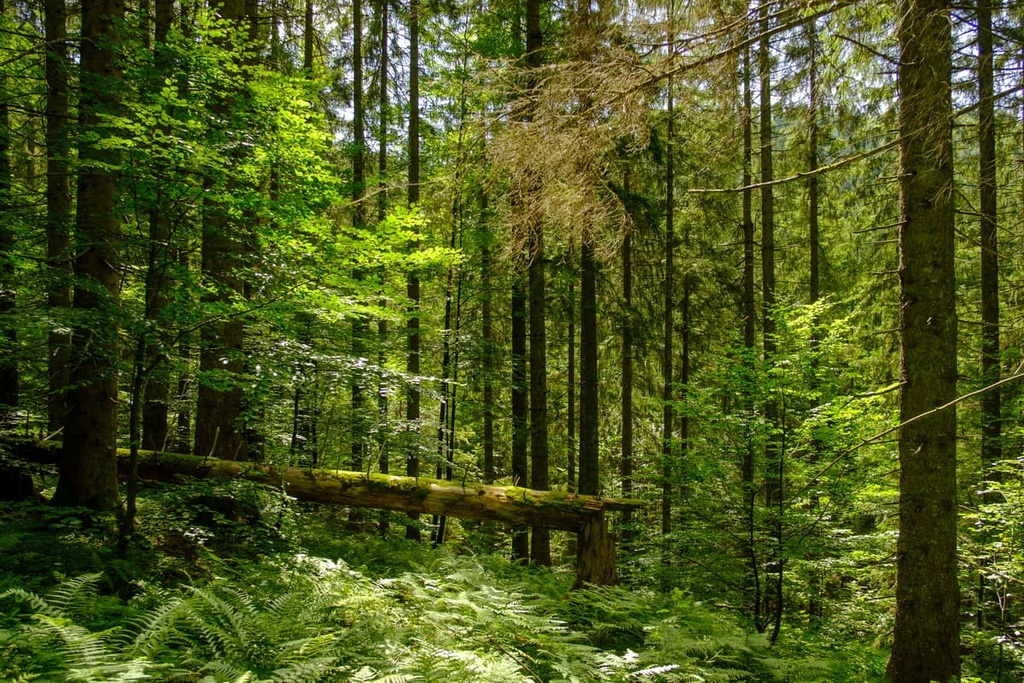 Kalkalpen National Park, Austria