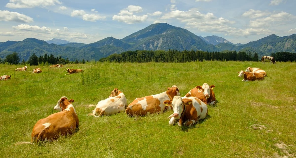 Kalkalpen National Park, Austria