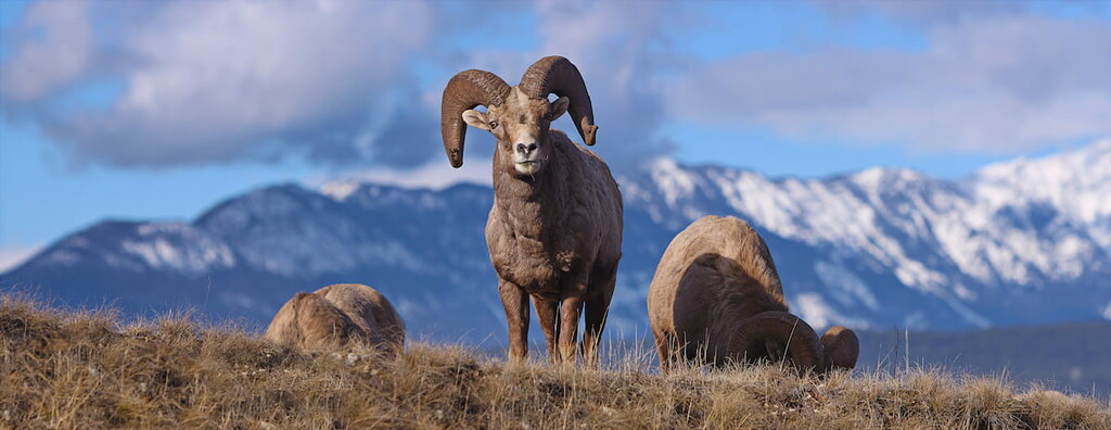 Bighorn Sheep, Kananaskis Country, Canada