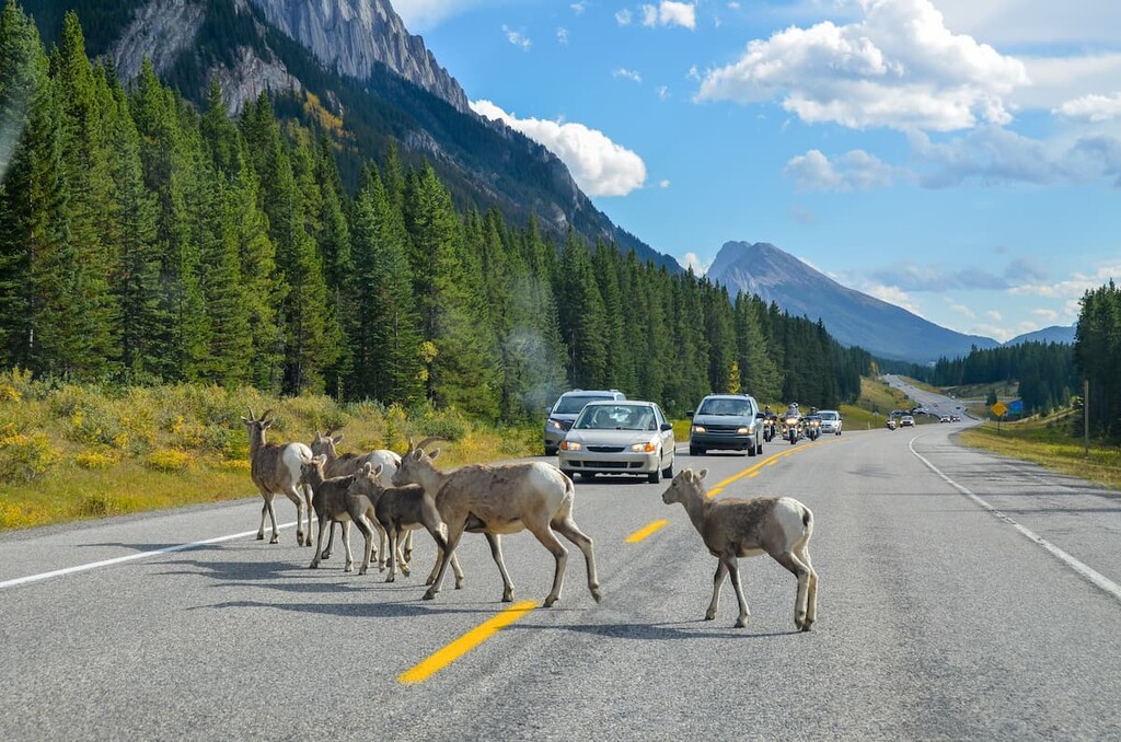 Bighorn , Kananaskis Country, Canada