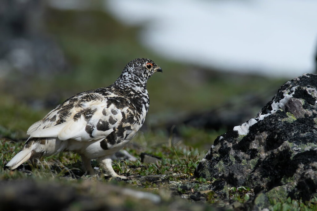White-tailed Ptarmigan, Kananaskis Country, Canada