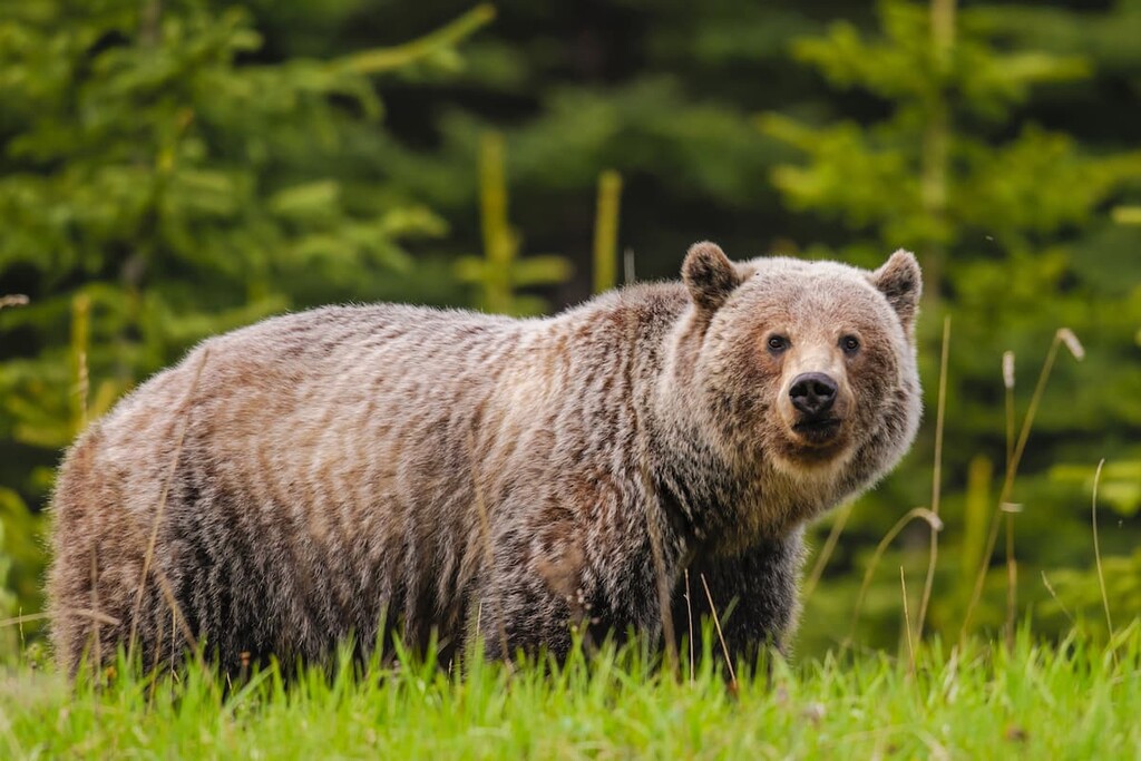 Wild Grizzly bear, Kananaskis Country, Canada