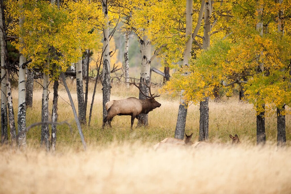 Large North American bull elk, Kananaskis Country, Canada