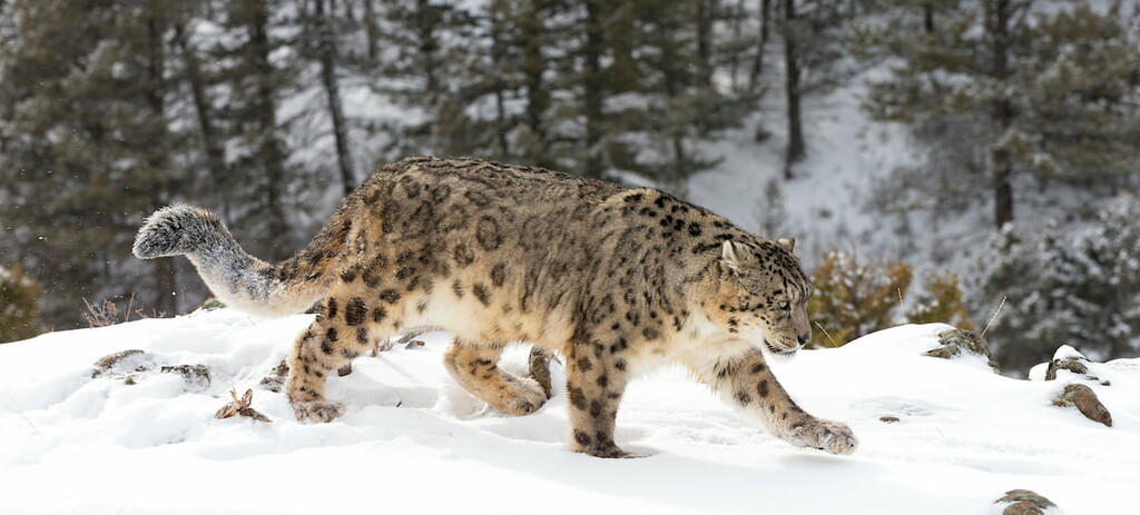 Snow leopard, Kangchenjunga, India