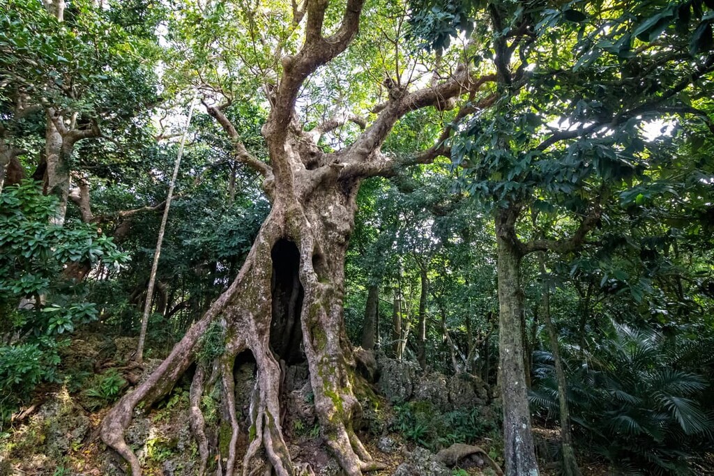 Kenting National Forest Recreation Area, South Taiwan